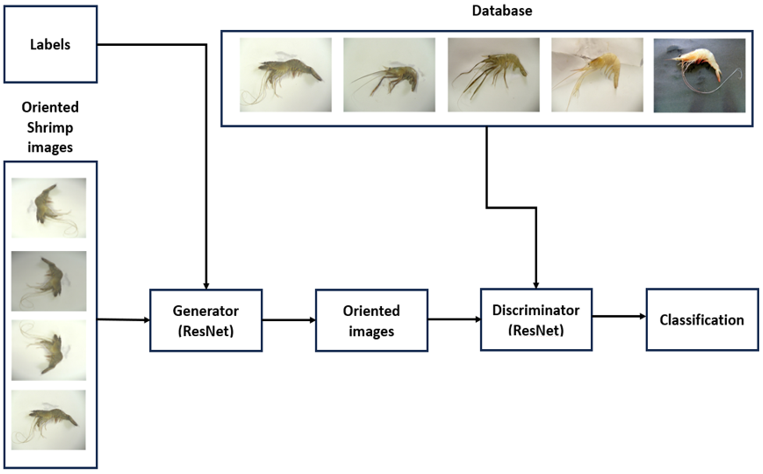 Shrimp Classification Using Generative Adversarial Network with ResNet ...