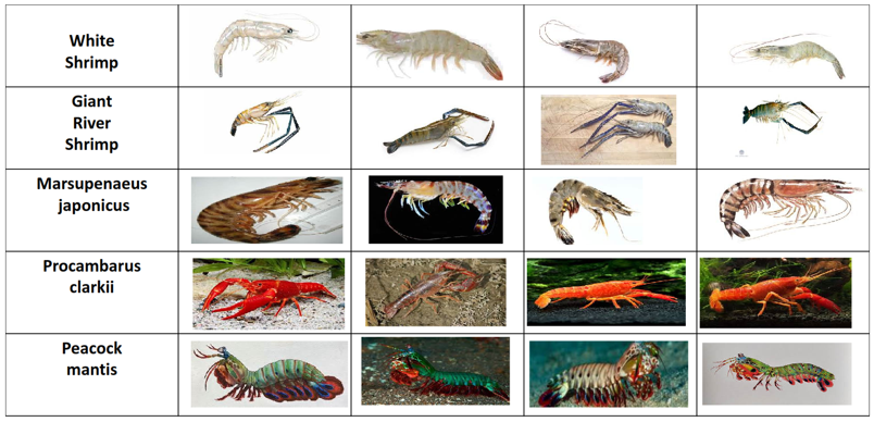 Shrimp Classification Using Generative Adversarial Network with ResNet ...