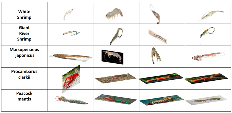 Shrimp Classification Using Generative Adversarial Network with ResNet ...